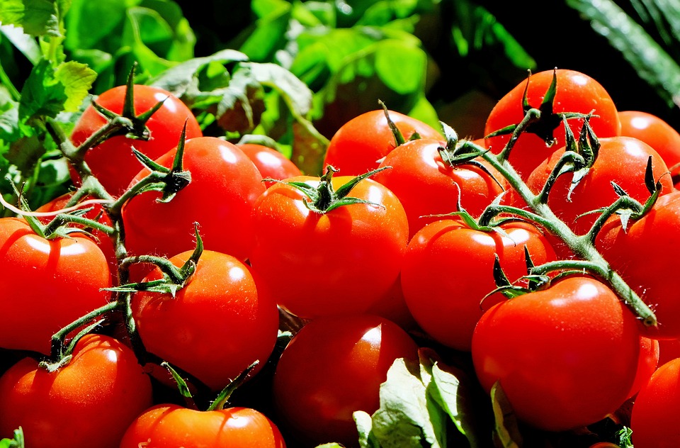 В ближайшие дни в Украине ожидается существенное снижение цен  на томаты