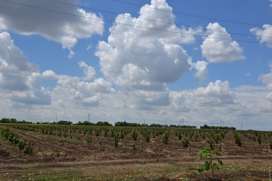 На самой большой плантации лесного ореха в Украине дефицит рабочих