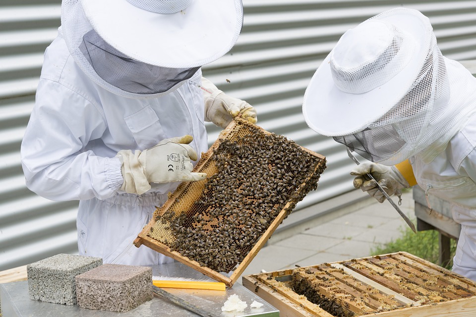 Украина будет поставлять пчел в Канаду 