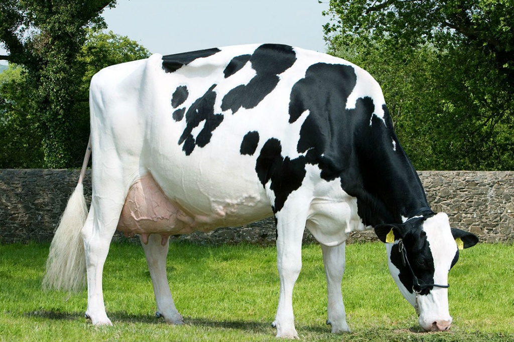 Выбор молочной коровы