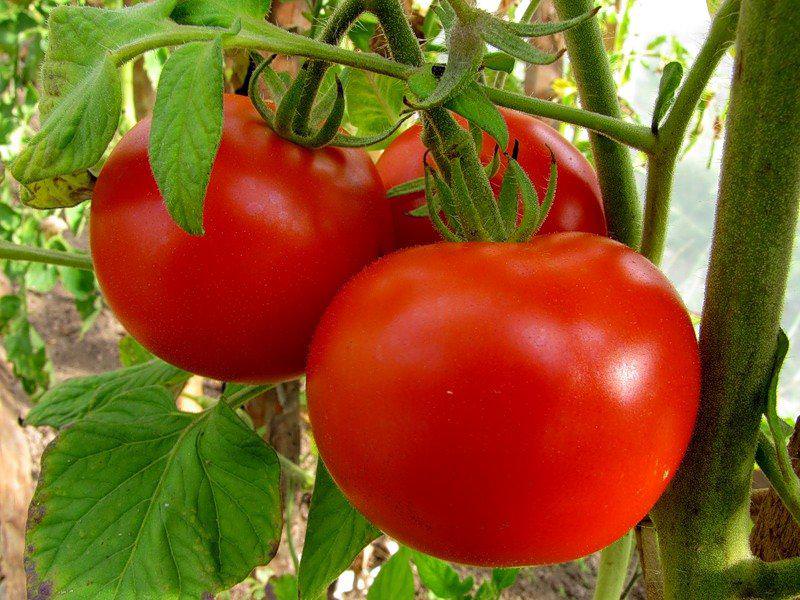 Индетерминантные и детерминантные сорта и гибриды томатов. Как сделать выбор?