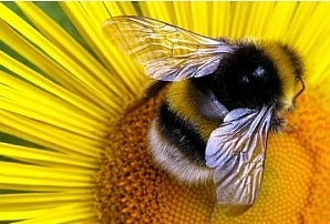 В чем заключается польза пчел для человека