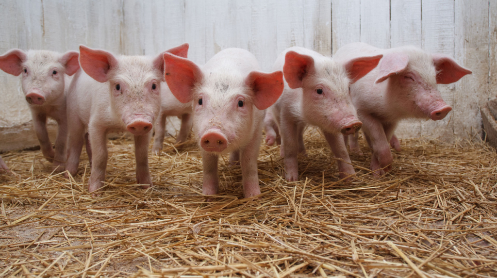 Выращивание свиней на приусадебном участке