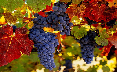 Укройте виноград вовремя и получите желанный урожай в следующем сезоне
