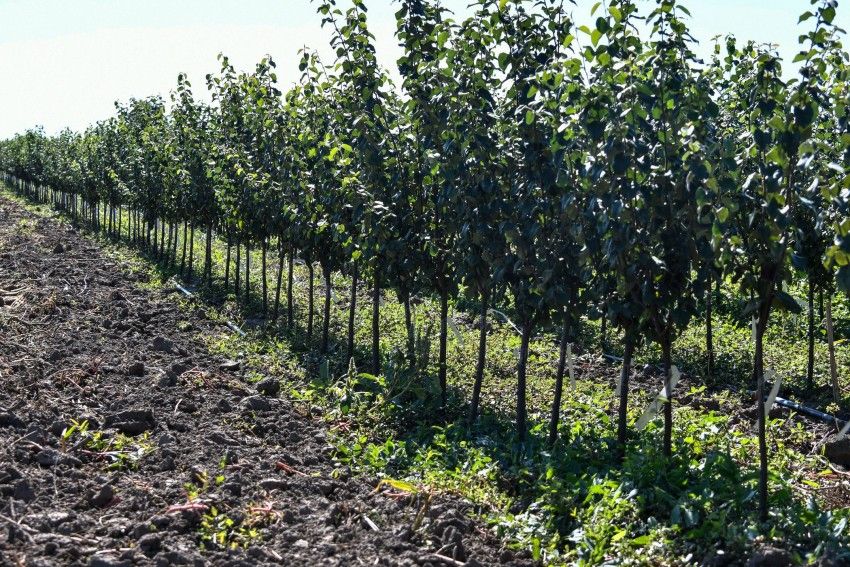 Украина резко увеличила экспорт саженцев плодовых и ягодных культур