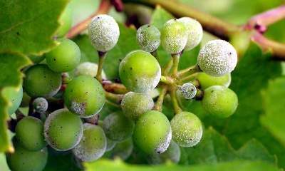 Оидиум или мучнистая роса на винограде