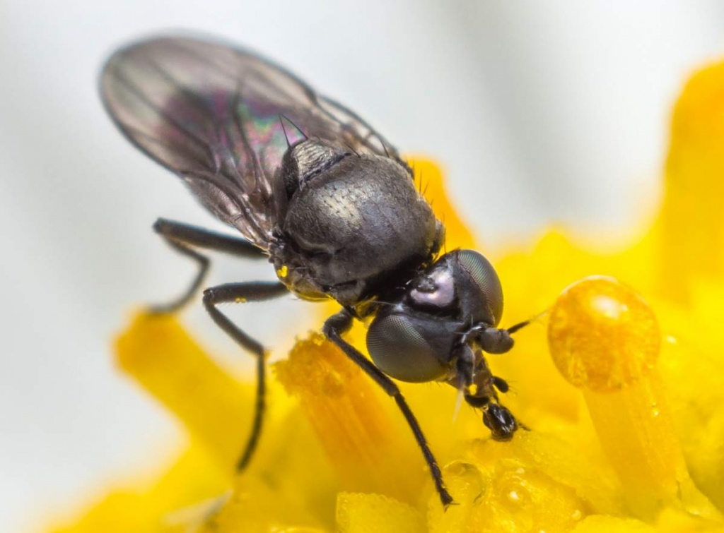 Злаковые мухи – вредители зерновых культур