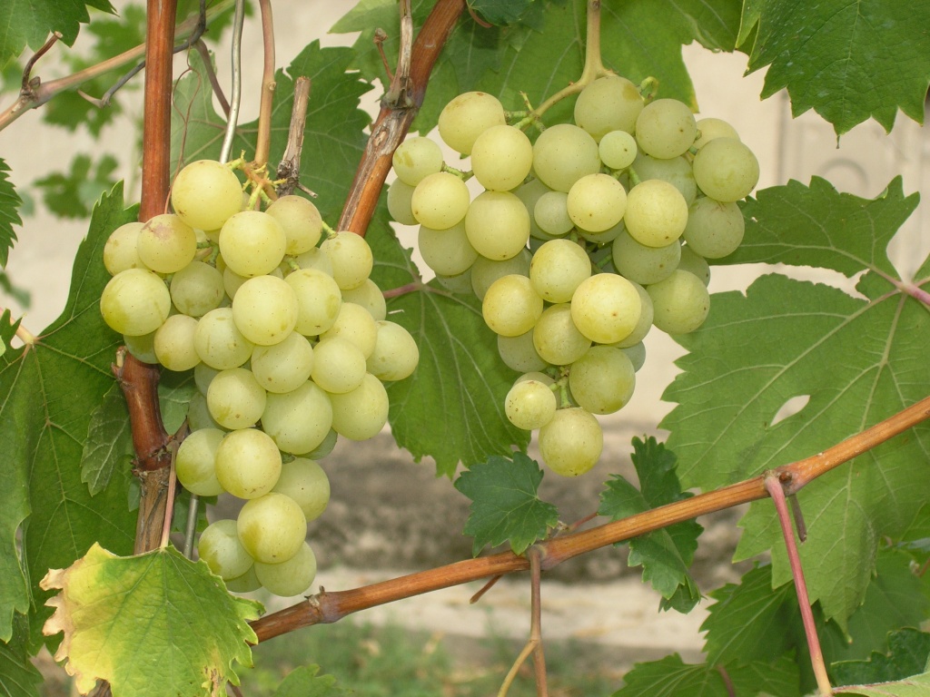 На поддержку садов, виноградников и ягодников предусмотрели 300 млн грн