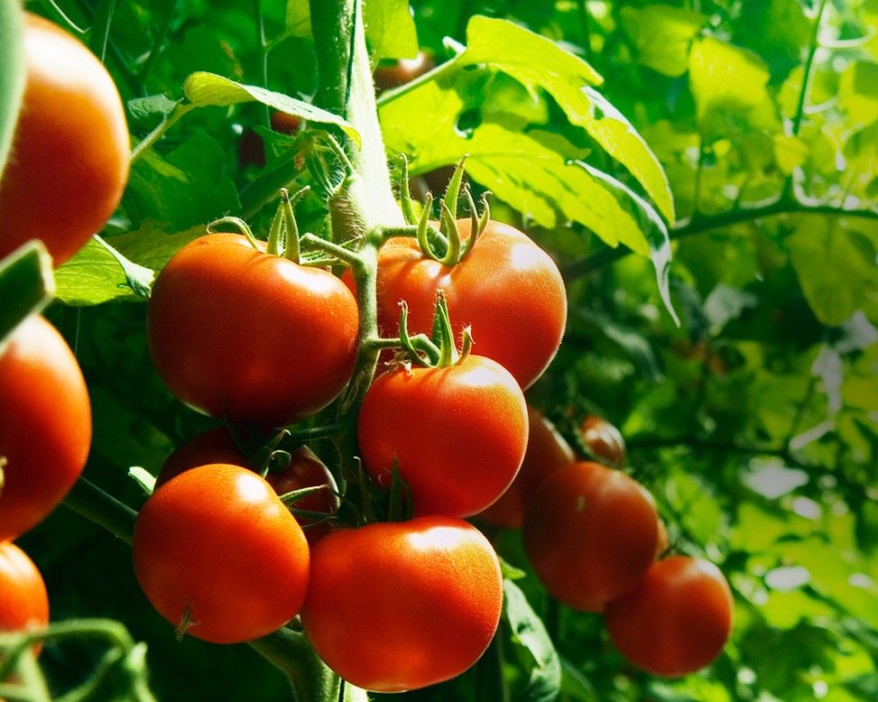 Инновационный препарат «Паслиний» позволит получать рекордные урожаи томатов, перца и баклажан