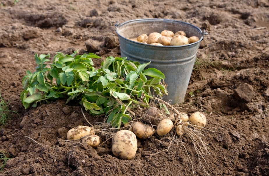Урожай картофеля увеличился за счет хозяйств населения