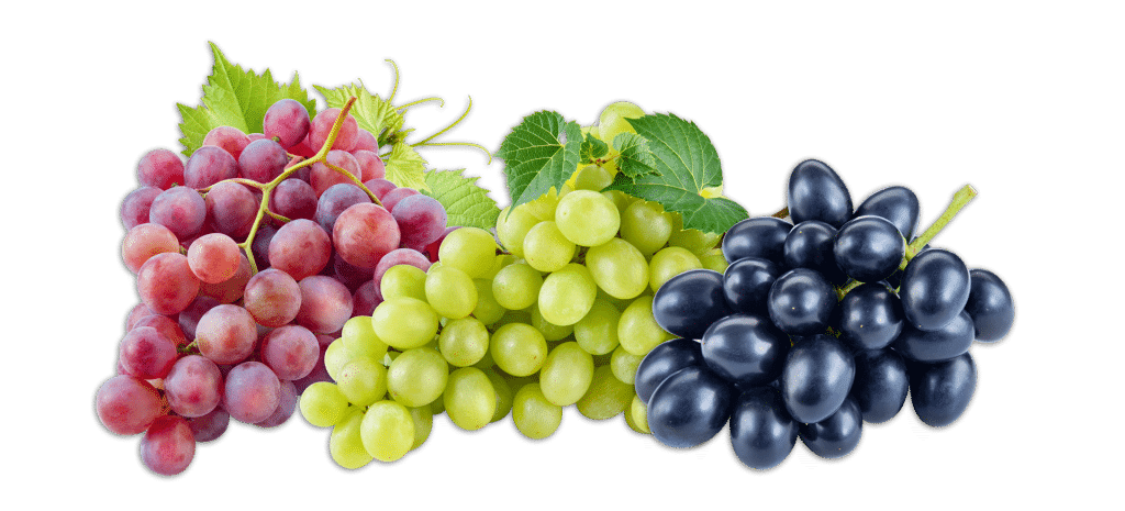 Классификация сортов винограда