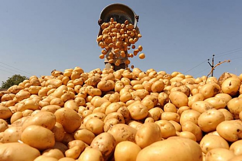 Молдова – крупнейший потребитель украинского картофеля