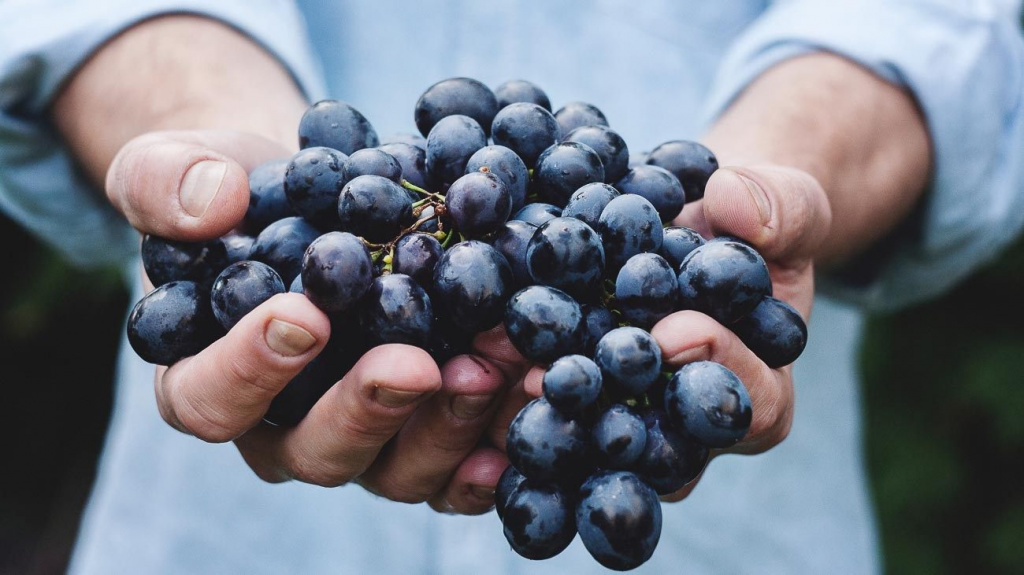 Как повысить содержание сахаров в винограде