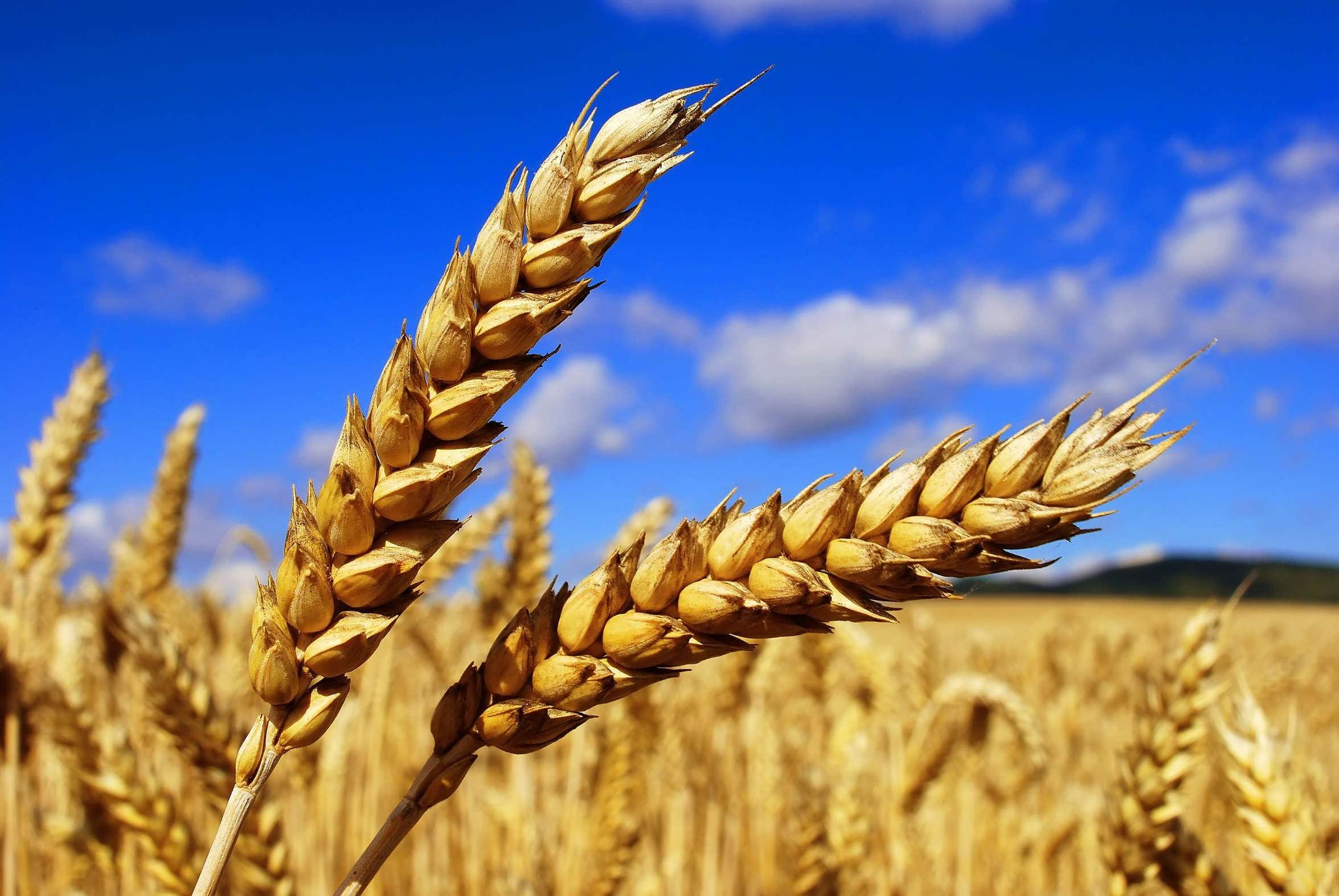 Цена на пшеницу в Украине упала на 100грн\т