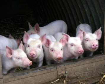 Ветеринары заставили хозяев забить здоровых свиней из-за неоправданного подозрения на АЧС