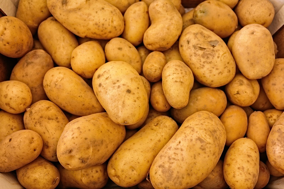 Доля промышленного производства картофеля в Украине занимает менее 5%