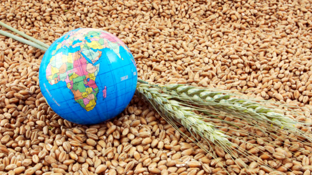 Крупнейшими покупателями украинского зерна стали Египет и  Китай