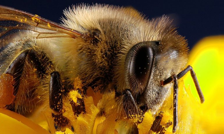 Некоторые заболевания пчёл и их лечение