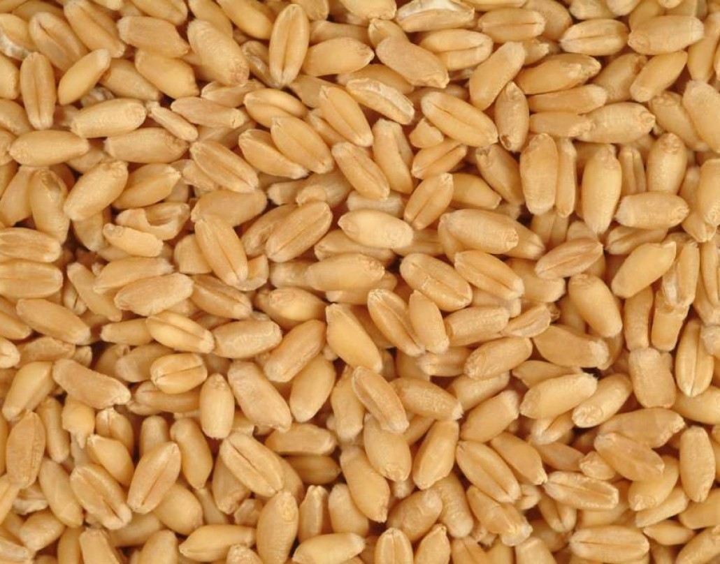 ПАТ "Аграрний фонд" розпочав закупівлю пшениці врожаю 2015 року за спотовими договорами