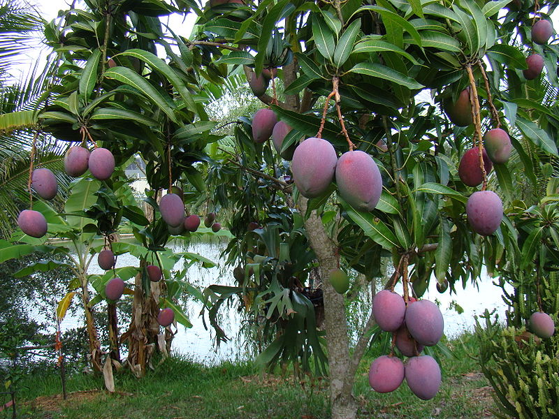 Как вырастить манго дома?