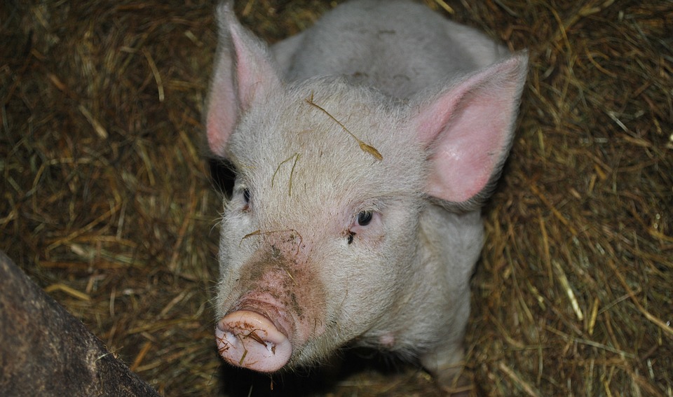 В Запорожье из-за чумы свиней ограничили торговлю на всех рынках
