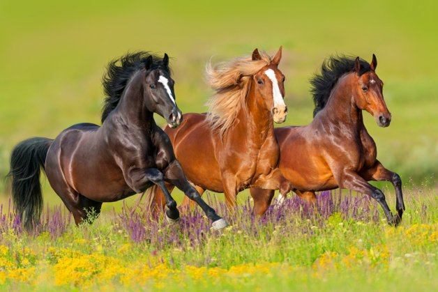 Определение возраста сельскохозяйственных животных. Лошади