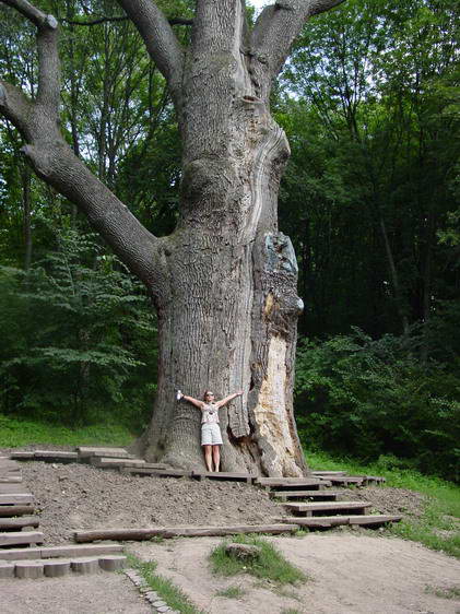 Самое знаменитое дерево Украины. Дуб Максима Железняка