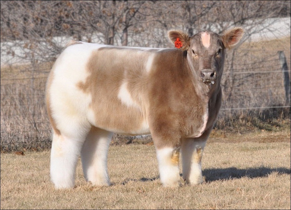 Необычная «Плюшевая» корова