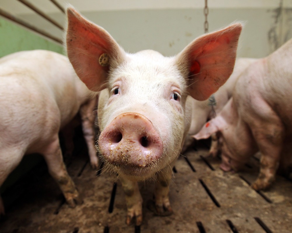 Выращивание свиней на приусадебном хозяйстве (Вторая часть)