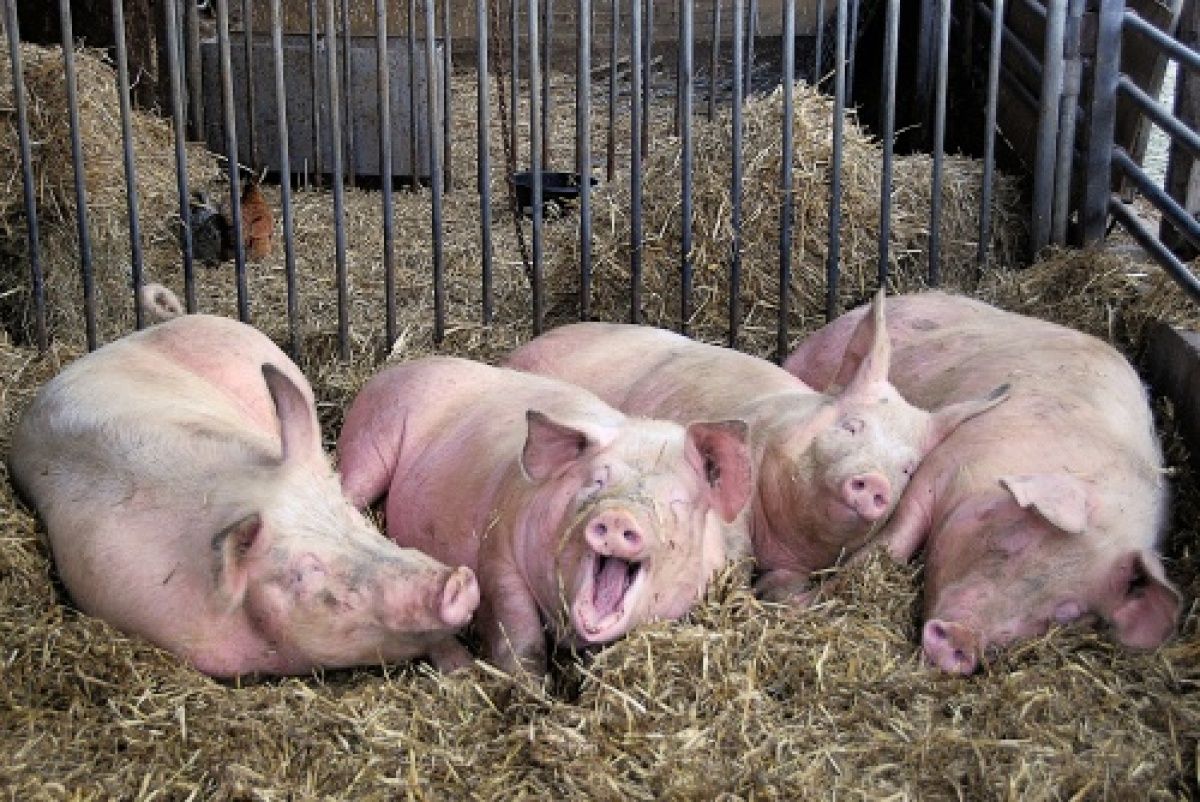 Торговые компании Польши отказываются покупать свинину из зоны АЧС.