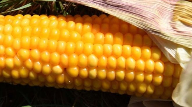 Bayer покупает Monsanto и создает гигантского производителя ГМО