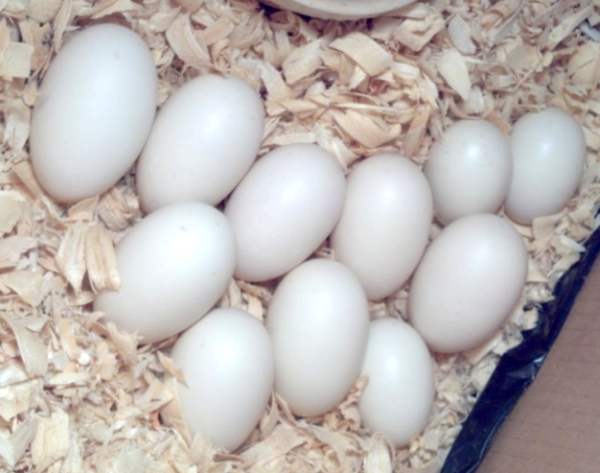 Яйца пекинской утки.jpg