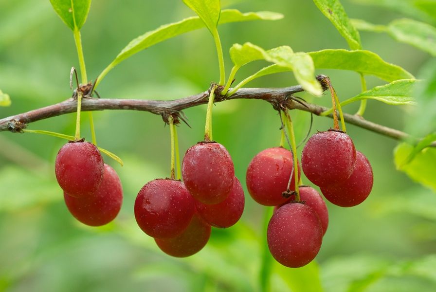 Плоды принсепии китайской (вишни колючей) 