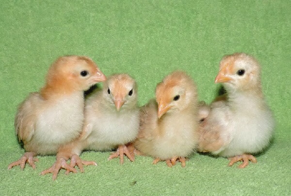 Цыплята Нью Гемпшир порода кур..jpg