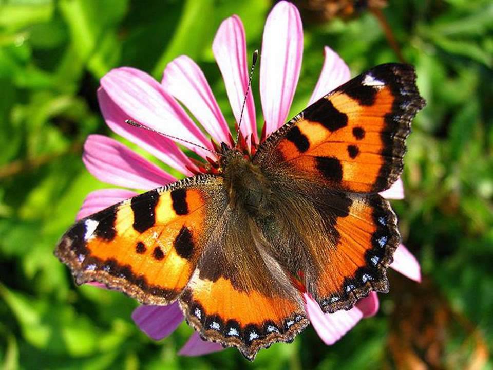 Бабочка Крапивницы.jpg