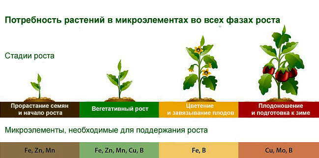 Минеральное питание растений, обзор.