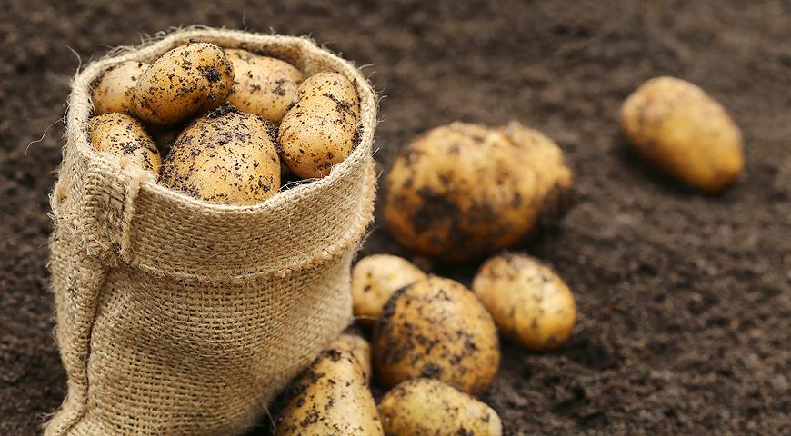 Борьба за урожай картофеля против рака
