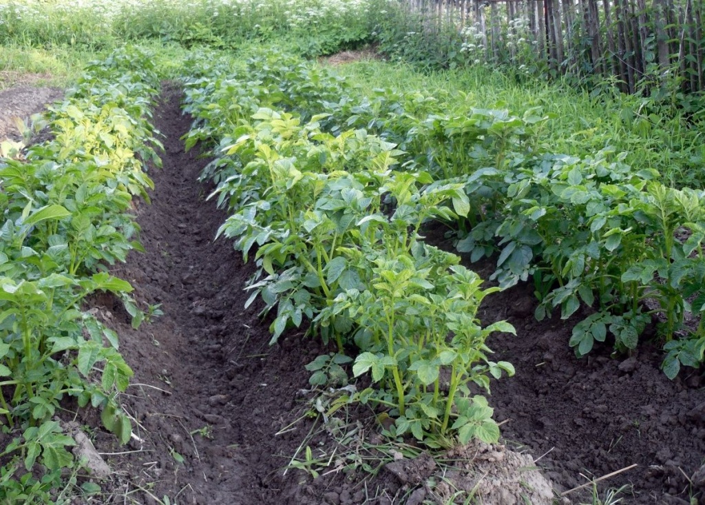 Традиционный способ посадки картофеля