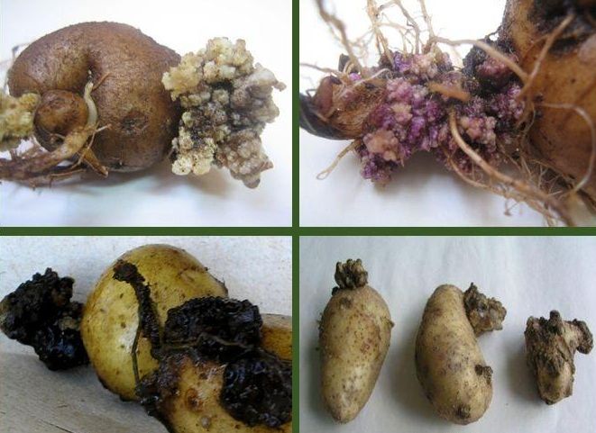 Признаки рака у картофеля