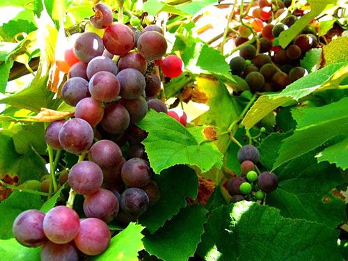 Классификация винограда по урожайности