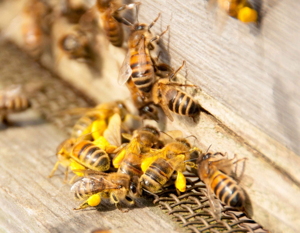 Рабочие пчелы.jpg