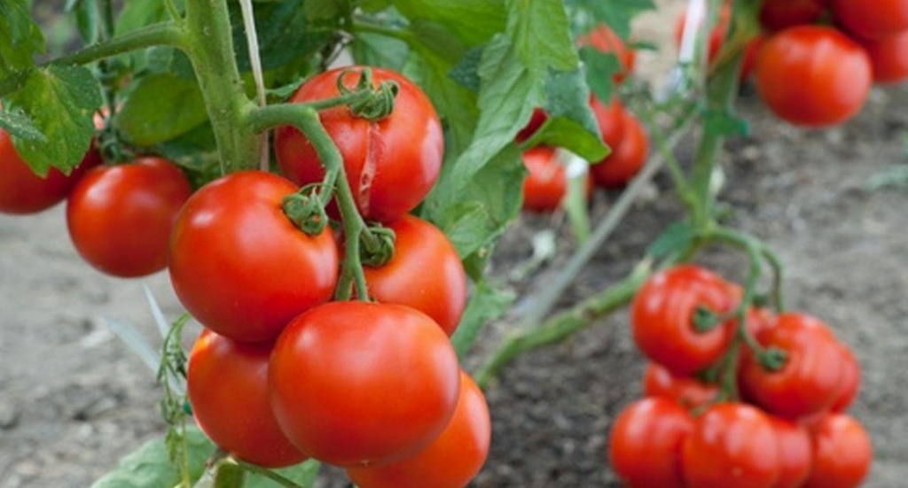 Выращиваем помидоры на даче