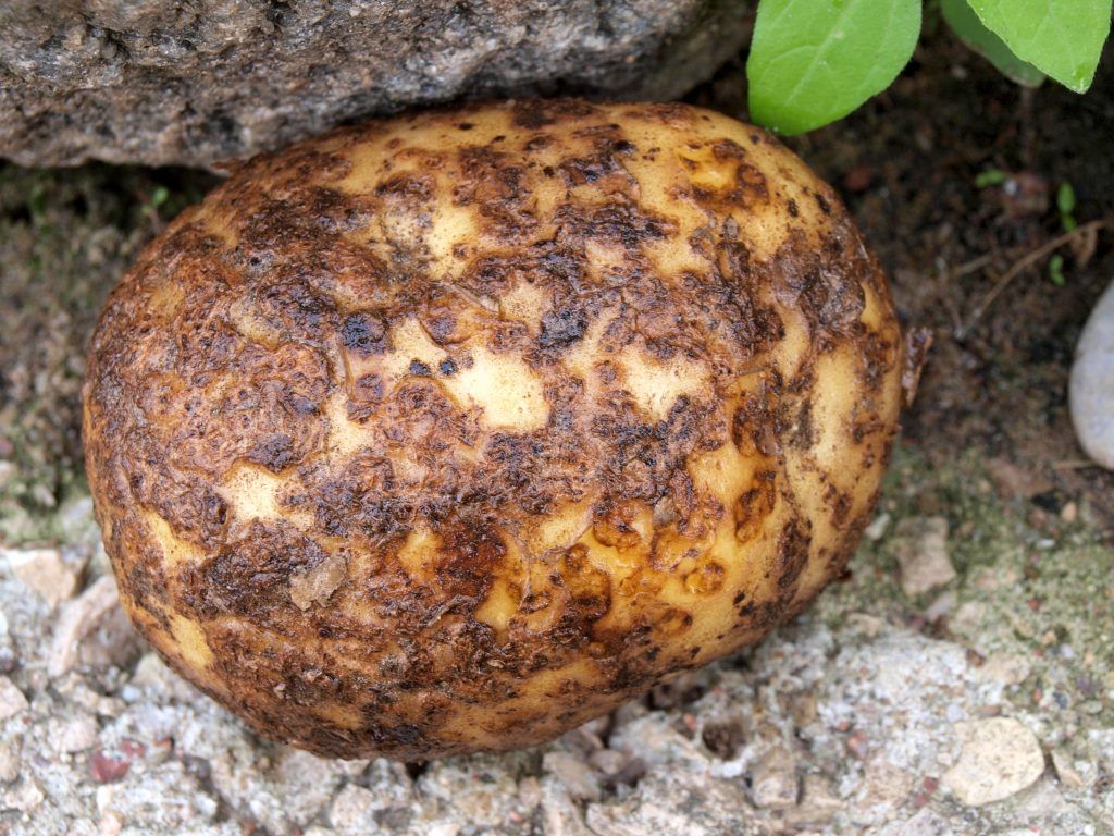 Одна из форм картофельного рака