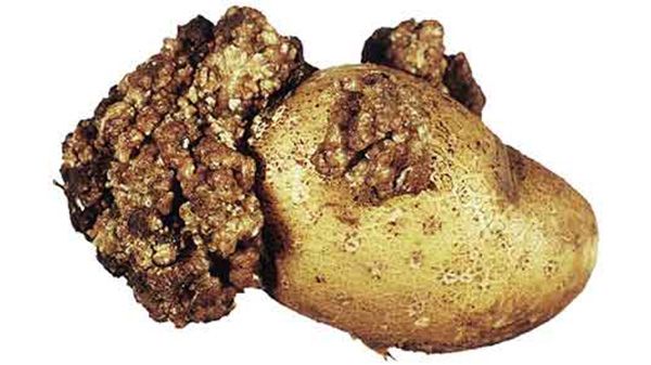 Симптомы рака картофеля