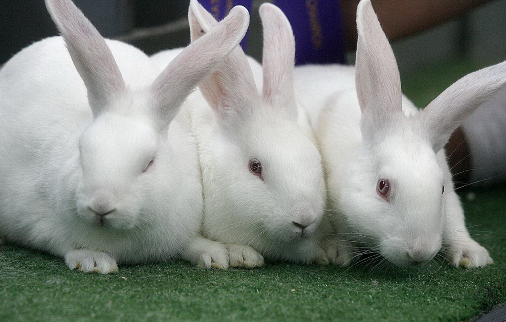 Кролики на даче.jpg