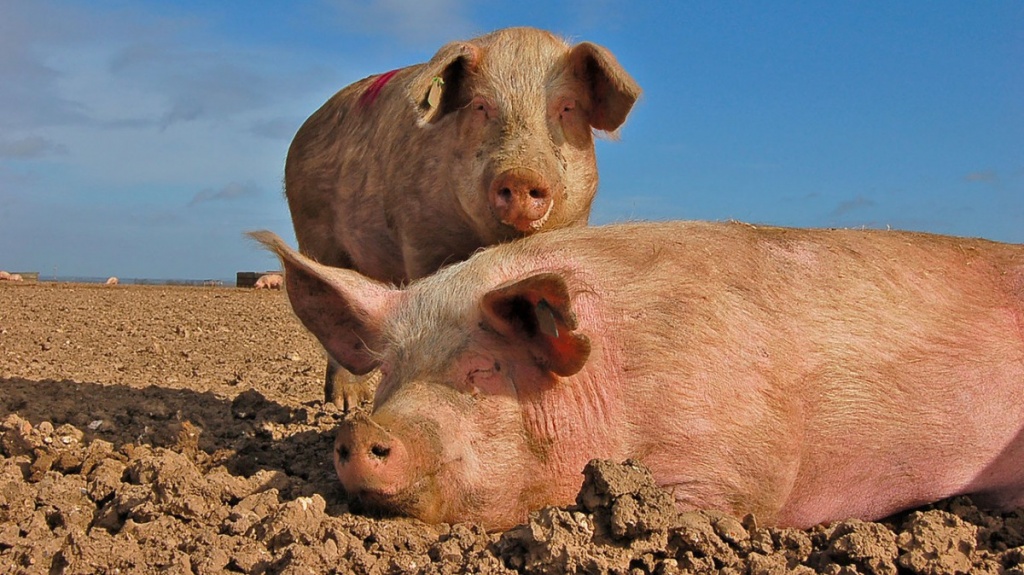 Разведение и выращивание свиней.jpg