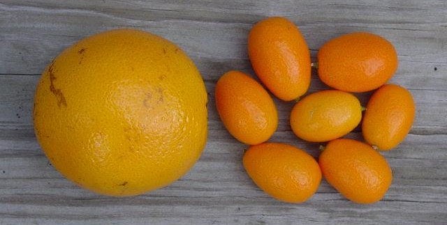 Апельсин и кумкват