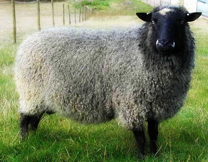 Романовская овца