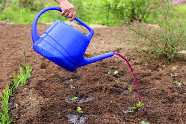 Горячий раствор перманганата калия - отличное средство для обеззараживания почвы.jpg