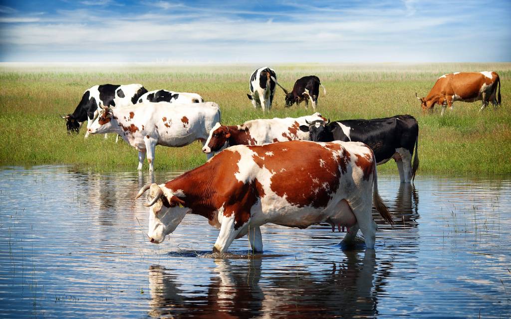 Коровы на водопое